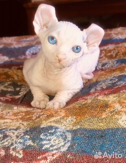 Канадский сфинкс