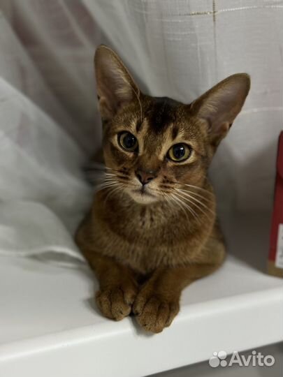 Абиссинская кошка