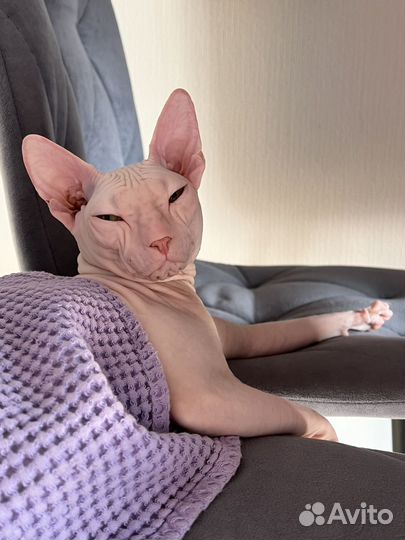 Донской сфинкс вязка