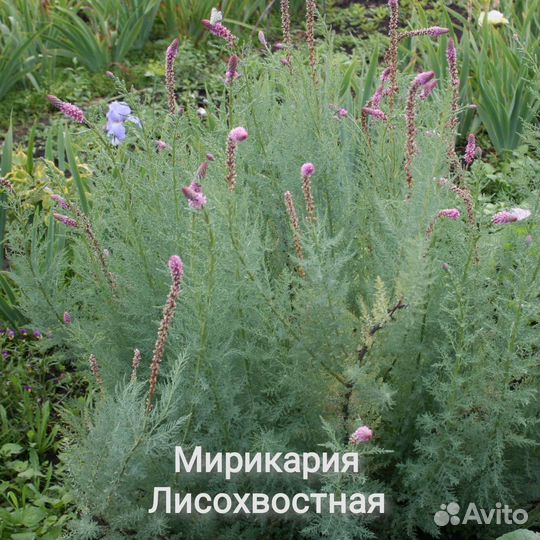 Декоративные кустарники #1