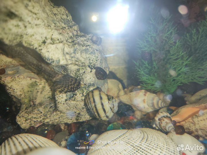 Улитки спикси