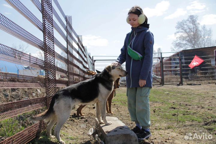 Собачка в добрые руки