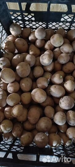 Картофель семенной и на еду