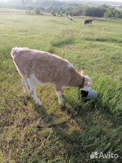 Продаются телочки