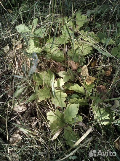 Саженцы дуба