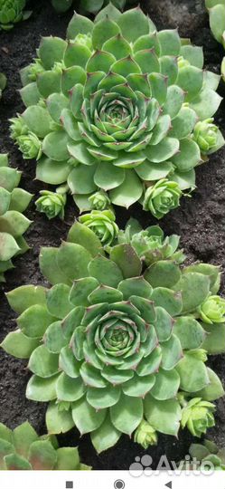 Молодило каменная роза