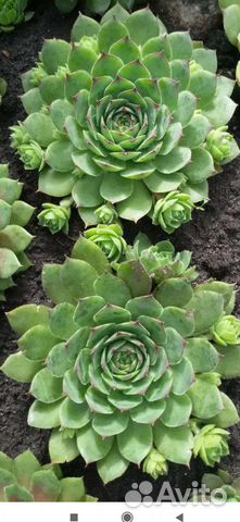 Молодило каменная роза