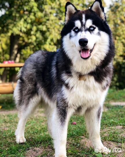 Вязка