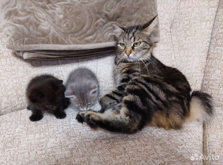 Котята курильский бобтейл