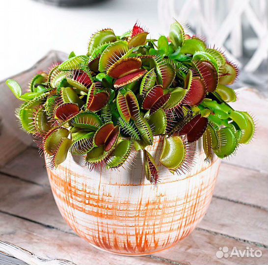 Хищные растения (Венерина мухоловка)