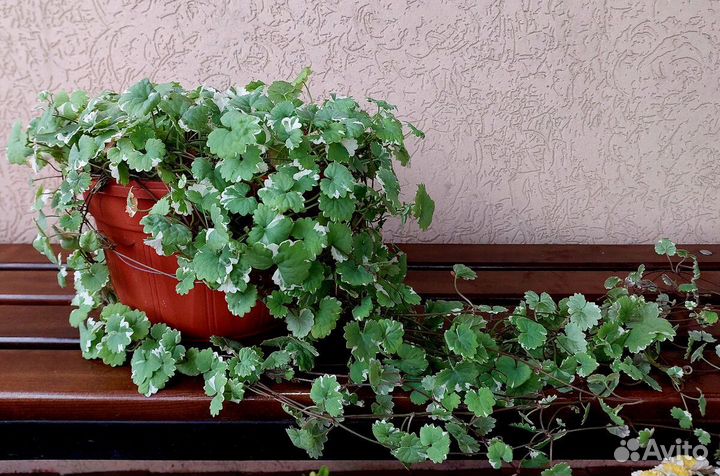 Будра плющевидная