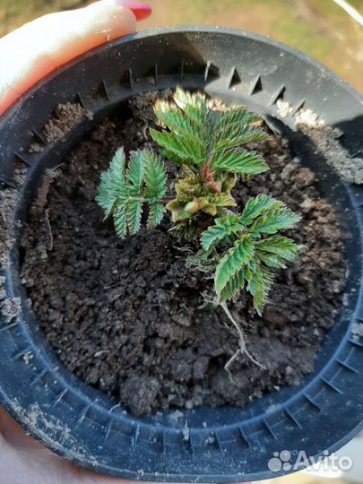 Тибетская малина саженцы