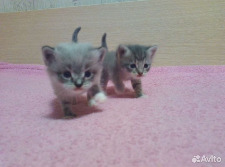 Котята пушистики в добрые руки
