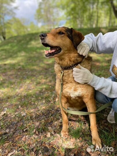 Добрый пёс ищет дом