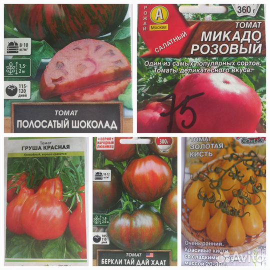 Рассада томата