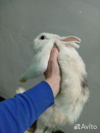 Кролик с клеткой