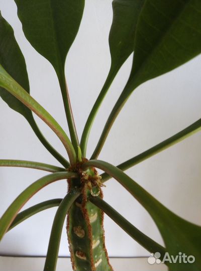 Молочай Беложилковый