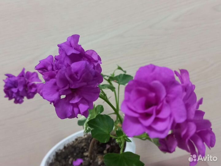 Пеларгония герань сортовая