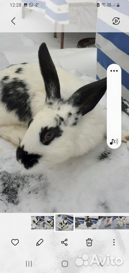 Кролики мясных пород