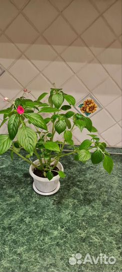 Комнатные цветы