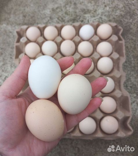 Яйцо куриное