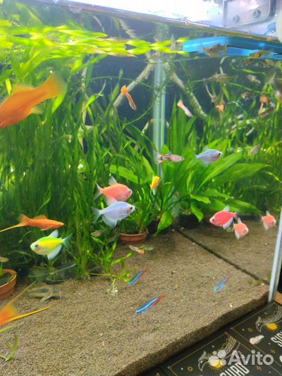 Рыбки аквариумные