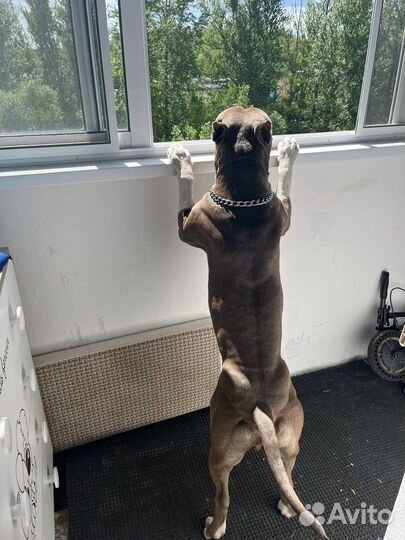 Вязка стаффордширский терьер