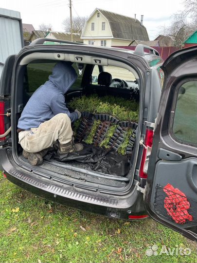 Туя оптом с доставкой