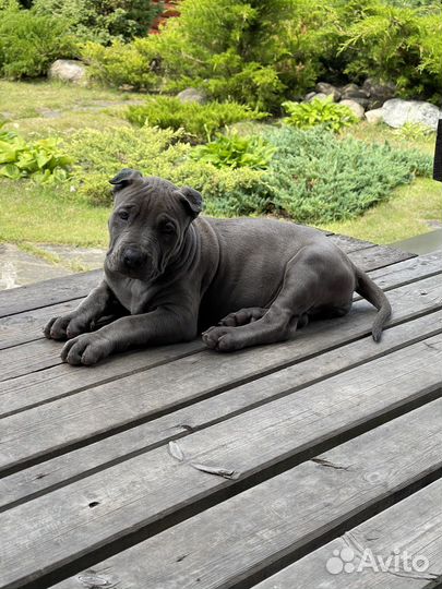 Питбуль прайтер