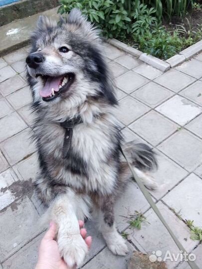 Собака в добрые руки щенок