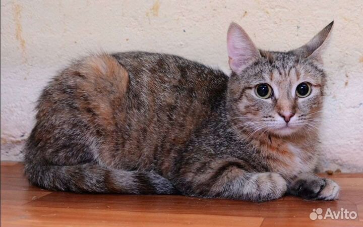 Маркиза ищет дом