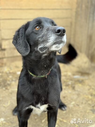 Воспитанный и надежный Макс