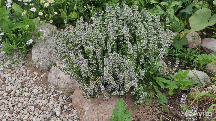 Тимьян ползучий (чабрец) - ароматный многолетник