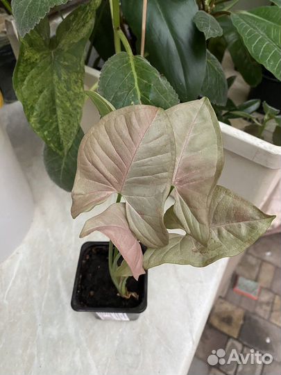 Сингониумы