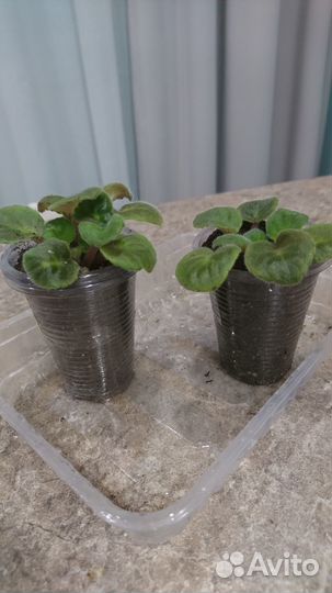 Стартеры фиалка Optima flory