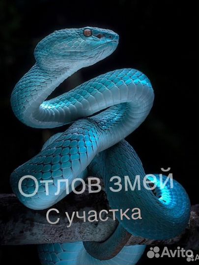 Отлов змей с участка