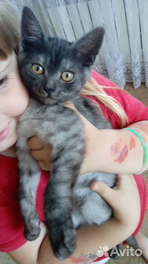 Шотландские прямоухие котята