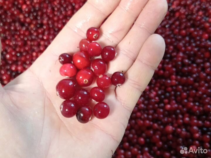 Клюква свежая