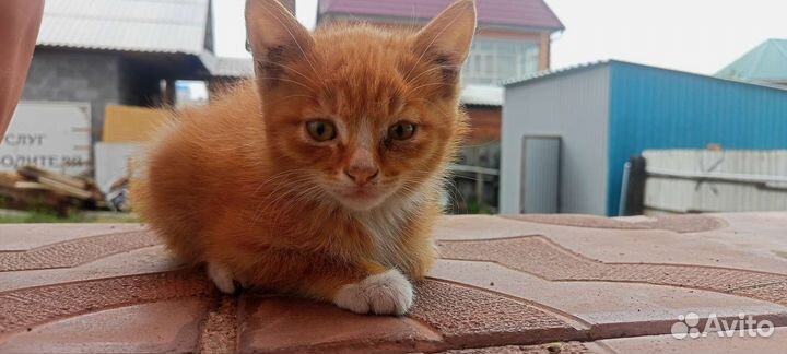 Рыжий котенок мальчик