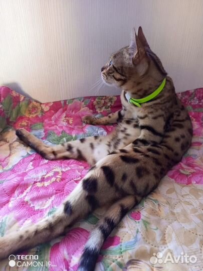 Кот