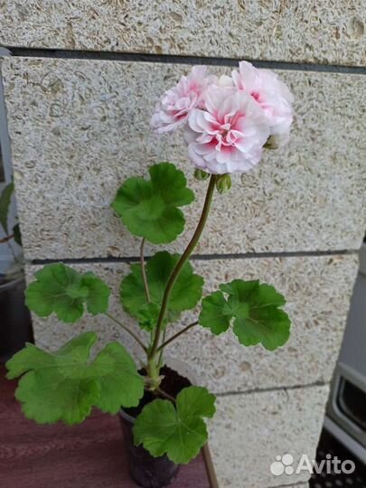 Пеларгония герань сортовая