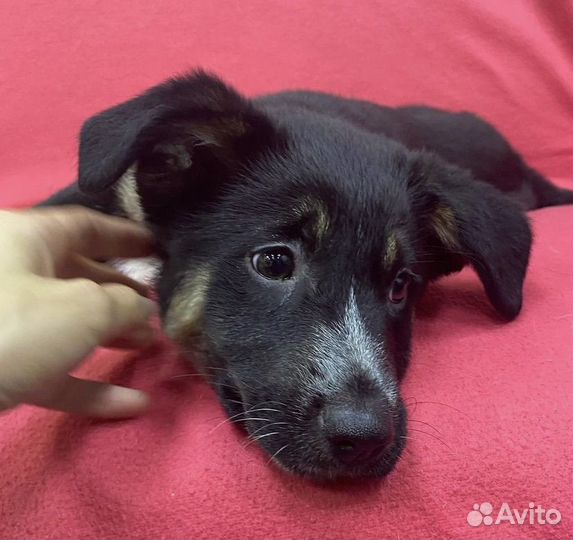 Щенок Зайка в дар. До четверга
