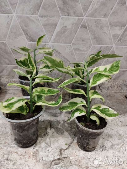 Комнатное растение (педилантус)