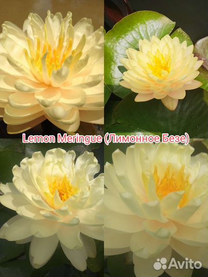 Лилии водяные (Нимфеи)