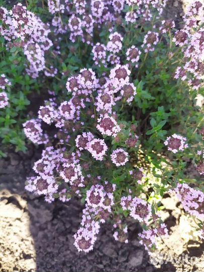 Лаванда. Тимьян лимон. пахн. Овощной. Чабер. Иссоп