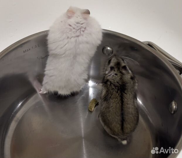 Джунгарский хомяк