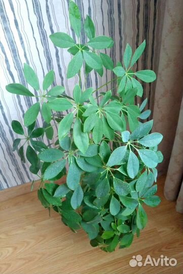 Фикусы, Шефлера, Колонхоэ