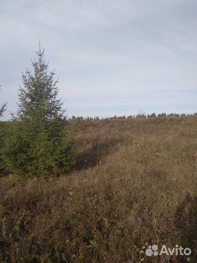 Новогодние ели