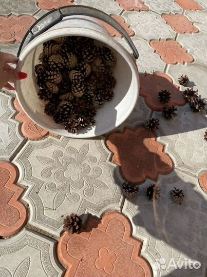 Шишки сосны