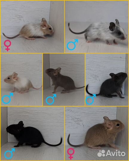 Цветные дегу, Питомник